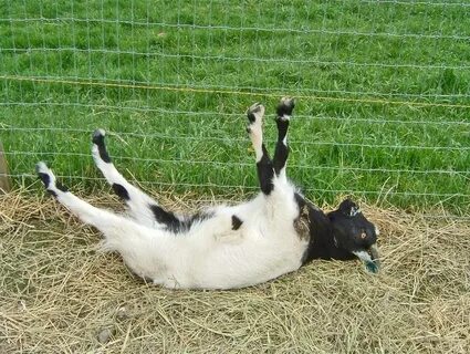 Goats листинг