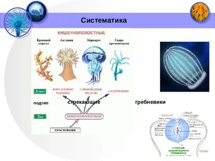 Систематические группы животных кишечнополостные органы пищеварения