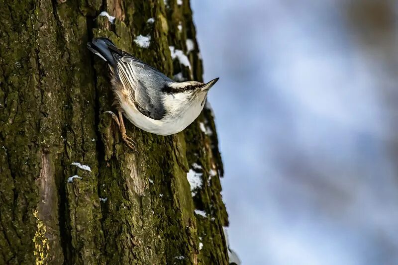 Eurasian Nuthatch (Sitta europaea). Birds of Siberia.