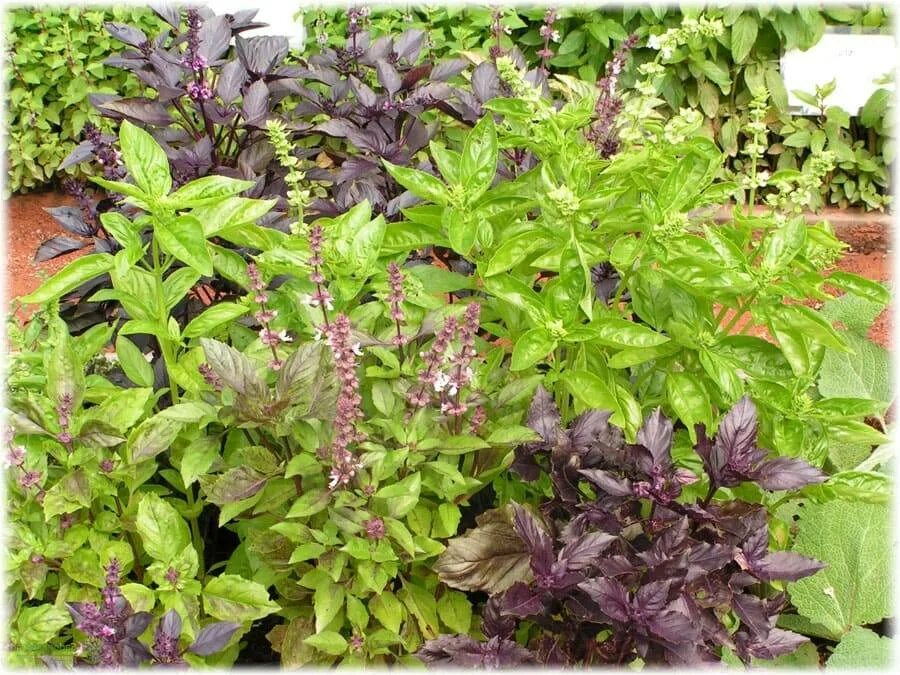 The 6 Best Herbs for Flower Arrangements Thai basil plant, Plants, Basil plant