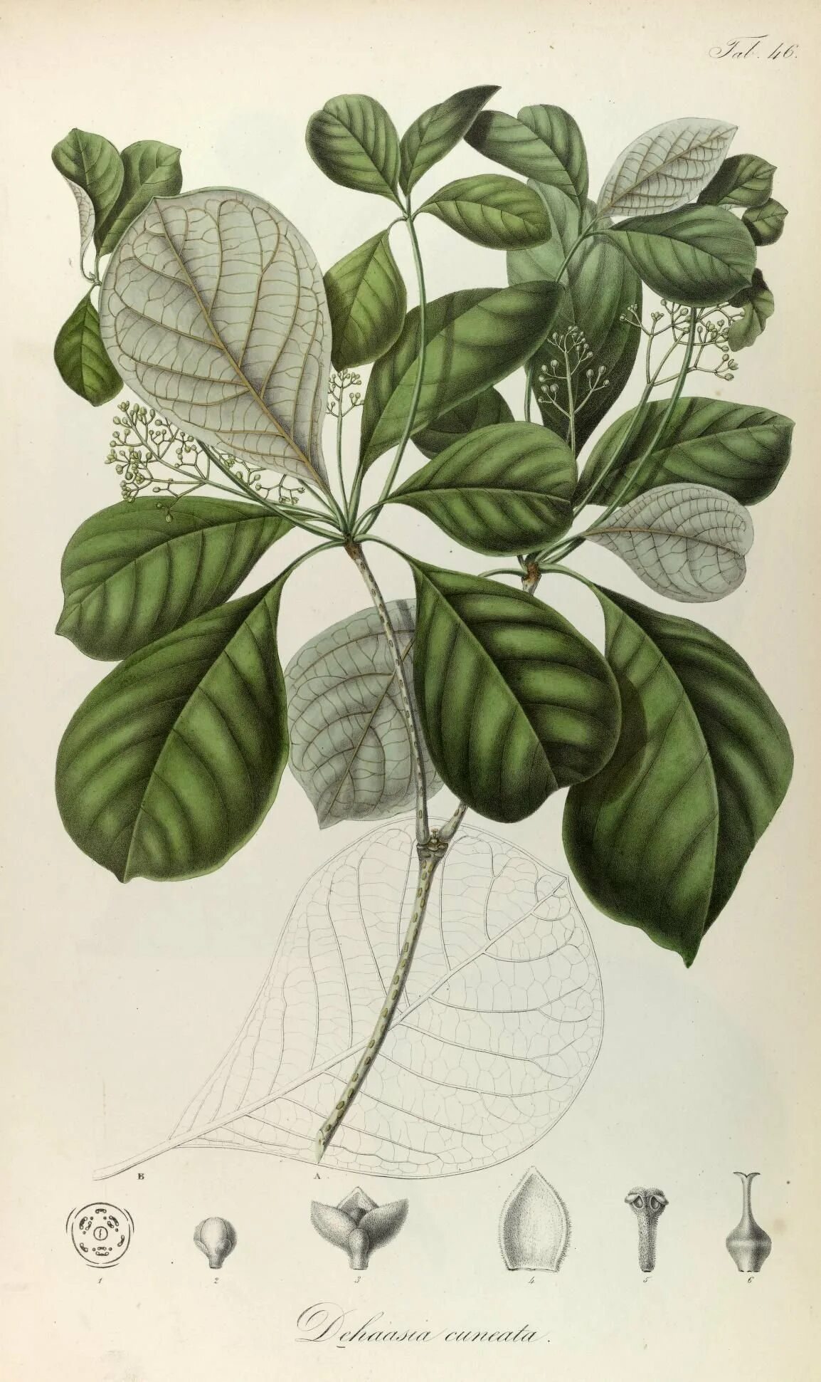 Ботаник лист. Botanical illustration листья. ботанические гравюры. ботаника иллюстрации. ботанические гравюры растений.