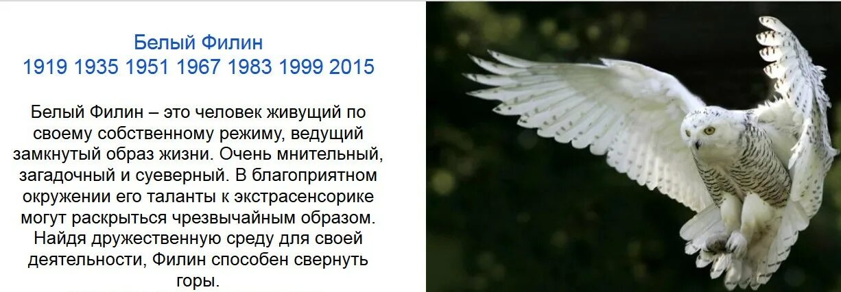 рассказ о полярной сове. белая полярная сова кратко. характеристика белого филина. информация о белой сове. сообщение о полярной сове.