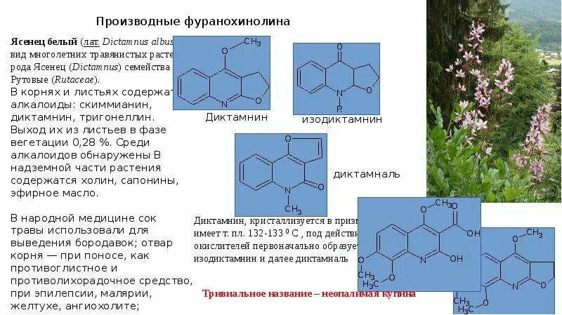 Алкалоиды группы хинолина. Алкалоиды хинолинового ряда. Алкалоиды производные хинолина. Алкалоиды презентация. Алкалоид в чайных листьях