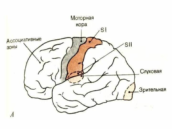 Ассоциативные зоны коры больших. Моторная зона больших полушарий. Моторная зона коры головного мозга. Сенсорные моторные и ассоциативные зоны коры больших полушарий.