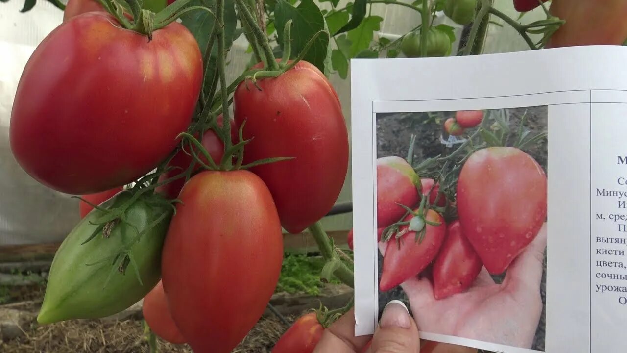 Томат бычье сердце минусинское кистевое. Минусинский длинный томат. Минусинский кистевой отзывы фото. Семена томата ниагара. Томат минусинский длинный розовый.