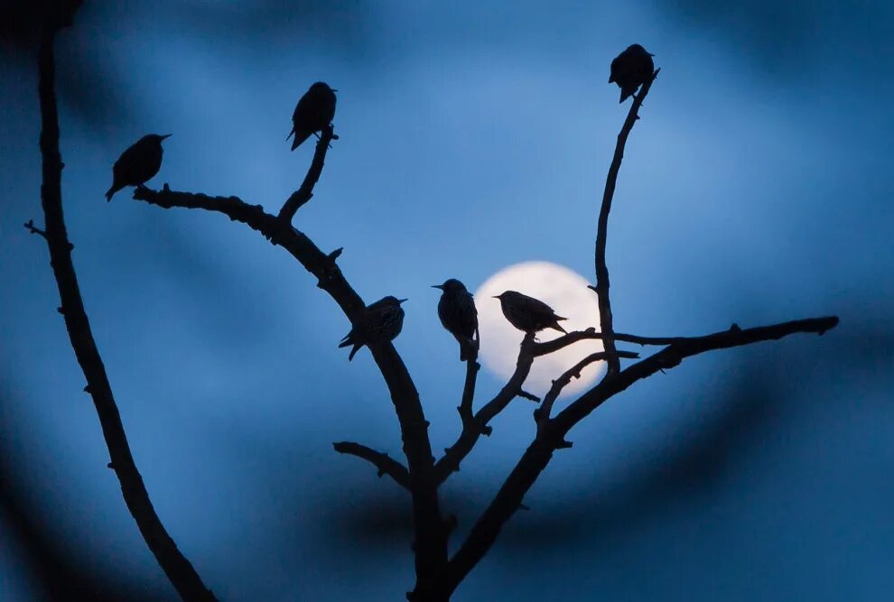 Птицы на ветке ночью. Птицы на дереве. Стая птиц на ветке. Птица сидит на ветке.