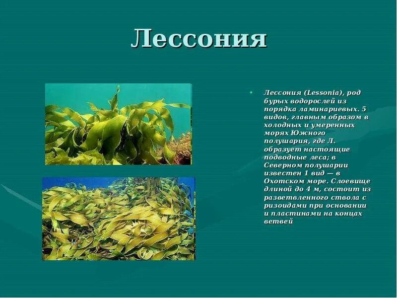 Бурые водоросли биология 7. Бурые водоросли презентация 5 класс биология. Лессония водоросль. Бурые водоросли презентация. Презентацию по биологии на тему бурые водоросли.