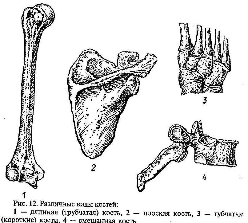 Кости трубчатые губчатые плоские смешанные. Трубчатые кости и губчатые кости. Классификация костей трубчатые губчатые. Трубчатая плоская губчатая смешанная кости.