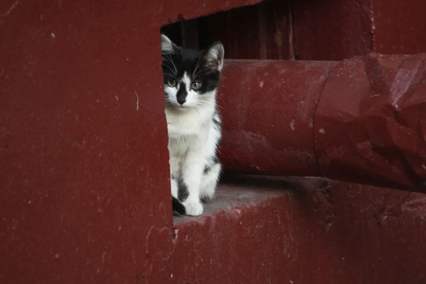 Кошки пара. Табличка осторожно злые коты. Из-за угла. Кот на заборе. Осторожный кот.
