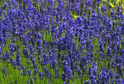 Lavandula angustifolia