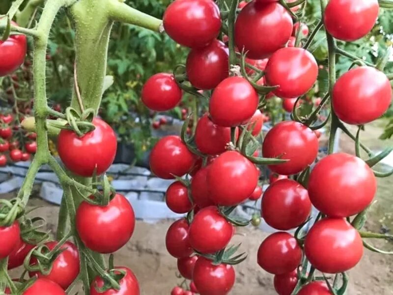 Сорт томата зимняя вишня