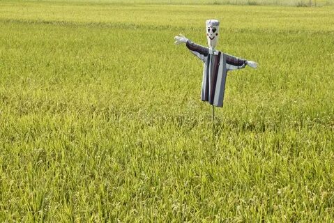 Кричать на поле