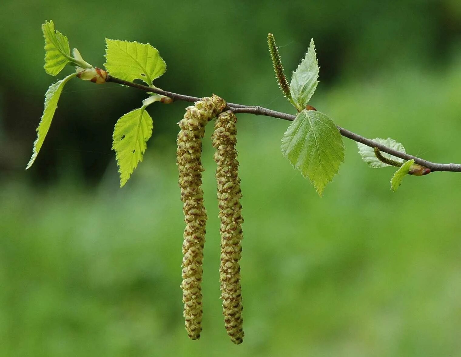 Берёза повислая (bétula péndula). Род растения березы. Береза повислая отдел класс. Род растения березы. Род растения березы.