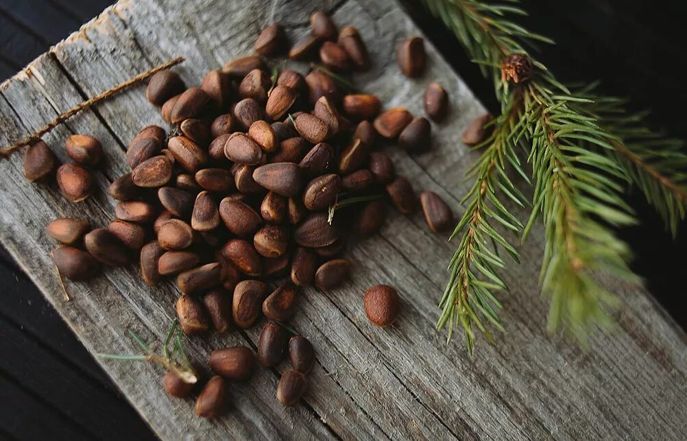 Кедра ли. Кедр сибирский прорастить. Сибирский кедр растет в средней полосе?. Кедр однолетка. Кедра ли.