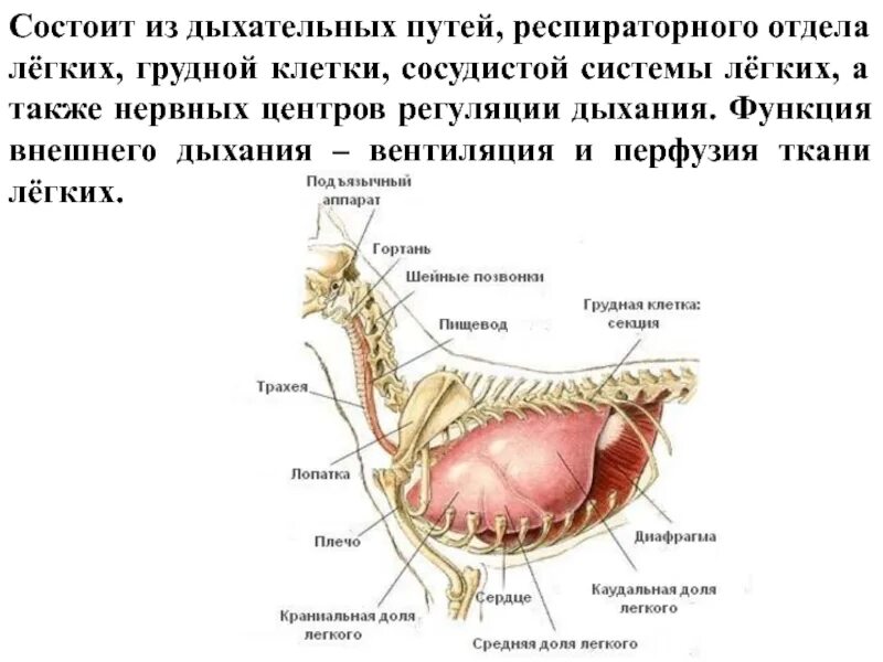 Хвостовой отдел легких. Дыхательная система собаки анатомия. Система органов дыхания собаки. Строение дыхательной системы собаки. Строение органов дыхания у собак.