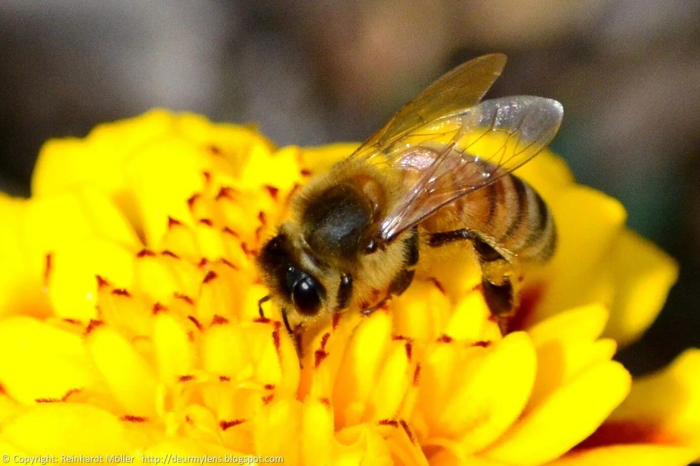 Working bee. Пчела настоящая. Рабочая пчела. Пчела фото. Пчела абстракция.