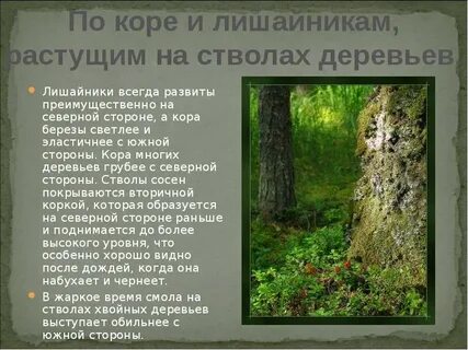 Лишайник тип взаимоотношений