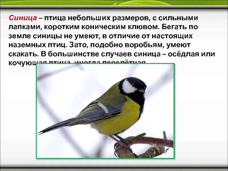 Синица размер. Синица описание. синица описание птицы. большая синица описание. размер синицы.