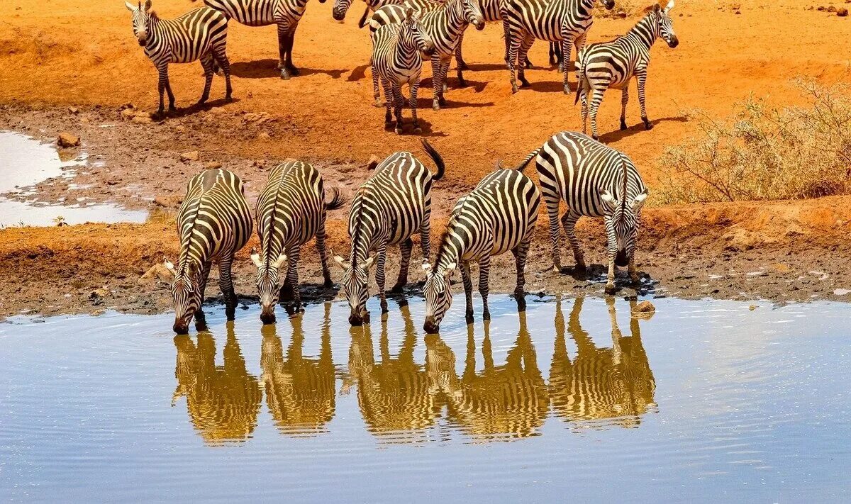 Амбосели сафари Кения. Национальный парк Амбосели. Амбосели национальный парк Африки. Африка Найроби сафари. Пятерка африки