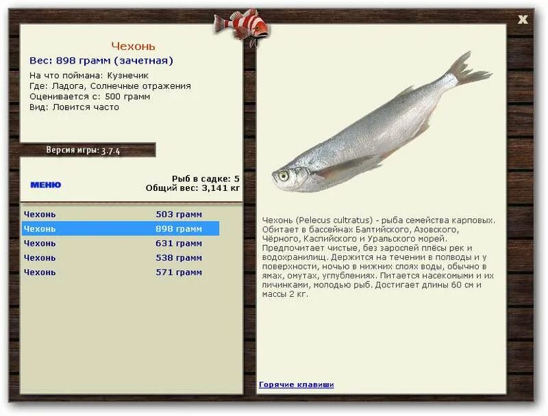 На что ловится чехонь. Рыба чехонь в сухом виде. Где ловится чехонь. Чехонь 500 грамм. Чехонь размеры.