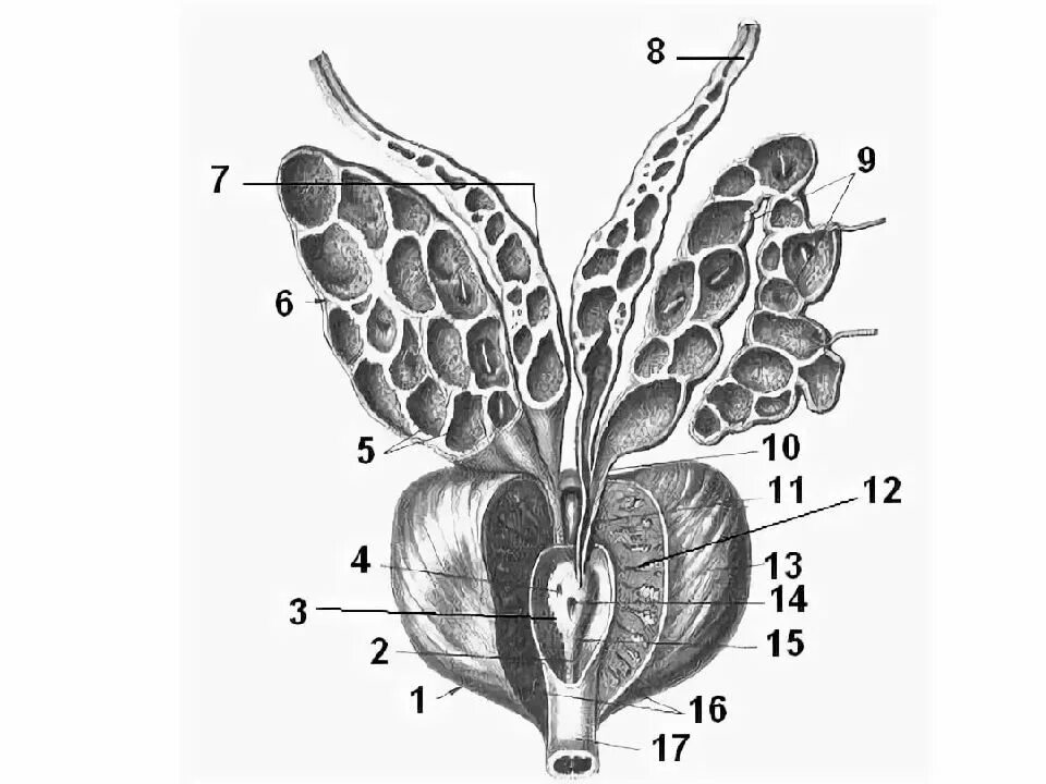 Женский 5 половые органы. Семенные пузырьки и предстательная железа. Анатомия простаты и семенных пузырьков. Семенной бугорок предстательной железы. Семенные пузырьки анатомия строение.