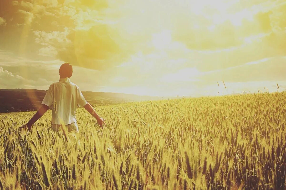Пшеница и человек. Человек один в поле. Девушка поле ветер. Живем как в поле. Человек на восходе солнца.