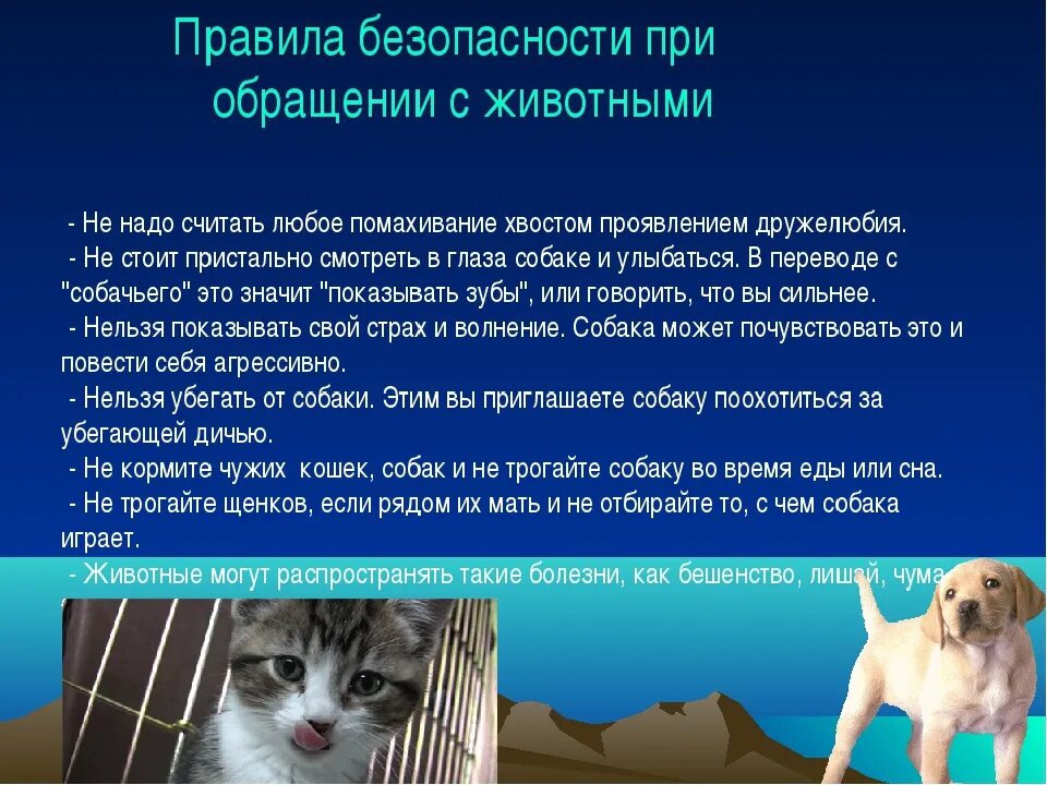 Безопасность при работе с животными. Безопасность с домашними животными. безопасность при обращении с животными. правила обращения с домашними животными. правила общения с животными.