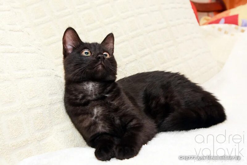 шотландская кошка табби черный. черный дым кот. черный дым кот. азиатская табби чёрный дым кошки. кот черный дым порода.