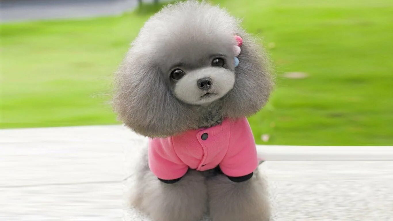 Померанский шпиц. Милые питомцы для людей с аллергией маленьких. Включи девочку собачку. Девочка с собачкой. Мультик про щенят маленьких.