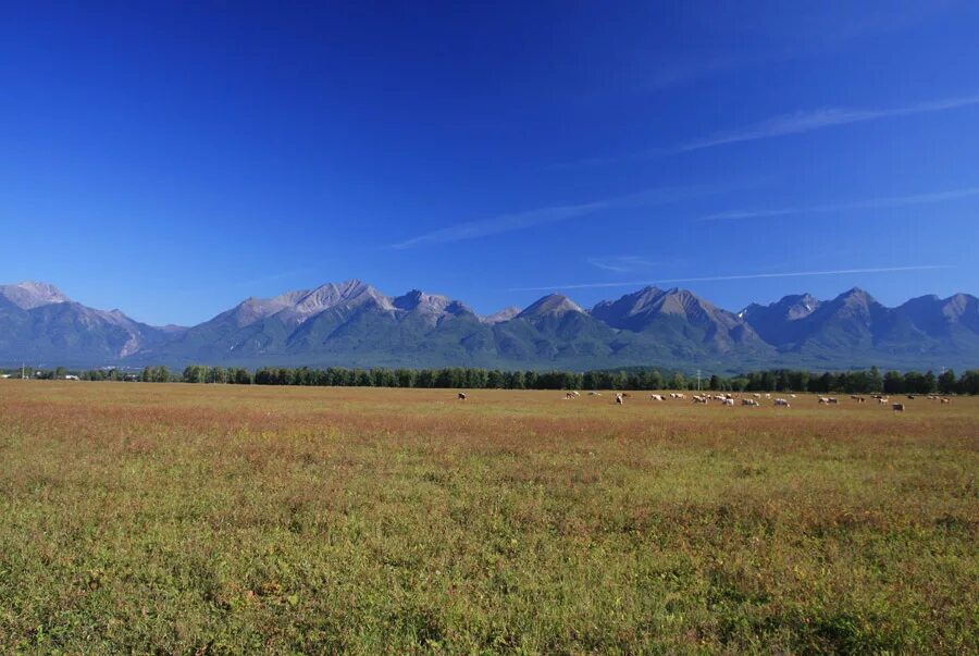 аршан внутренняя монголия. тункинская долина байкал. республика бурятия тункинский район горы. аршан внутренняя монголия. дорога в аршан бурятия лошади.