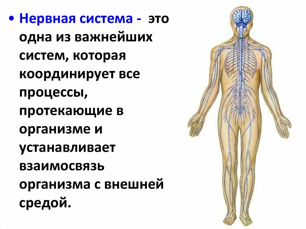 Функции нервной системы человека 5 класс. Нервная система человека строение и функции 8 класс. Нервнясистема. Нервная система нервы. Органы входящие в центральную нервную систему