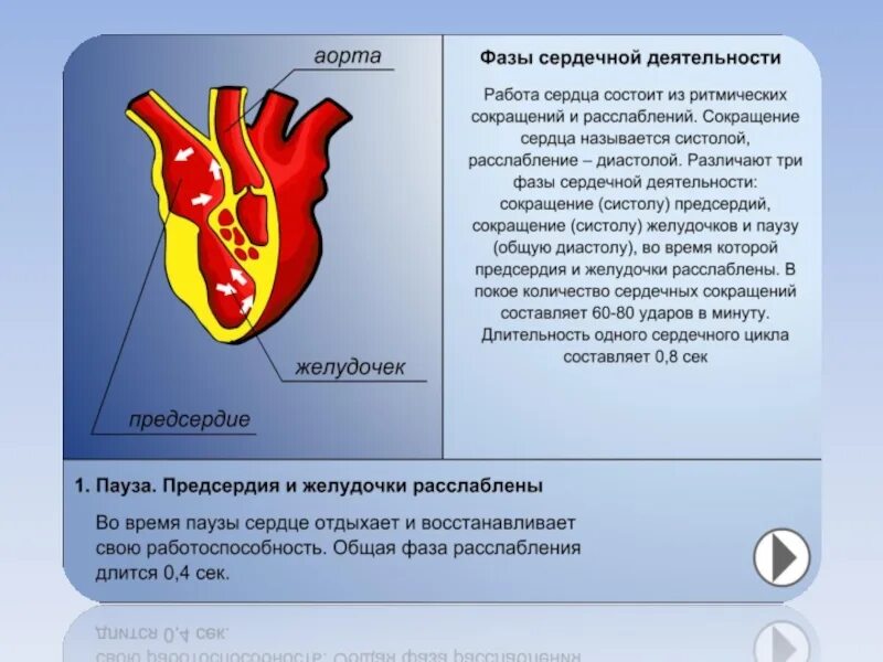 Как называется способность сердца. Фазы человеческого сердца. урок биологии сердце. строение и работа сердца. строение сердца сердечный цикл.