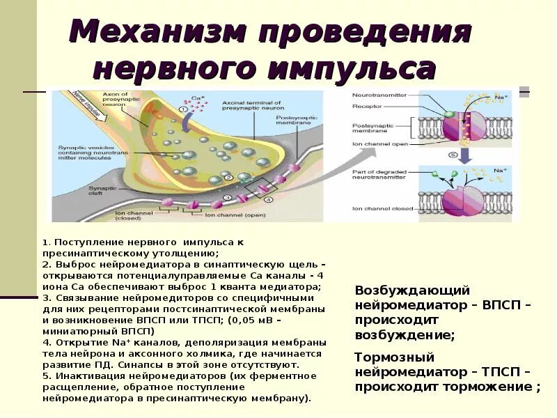 Путь проводящий возбуждение к нервному центру. Путь проводящий возбуждение к нервному центру