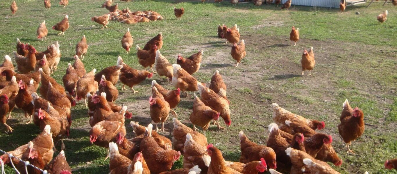 Red chickens
