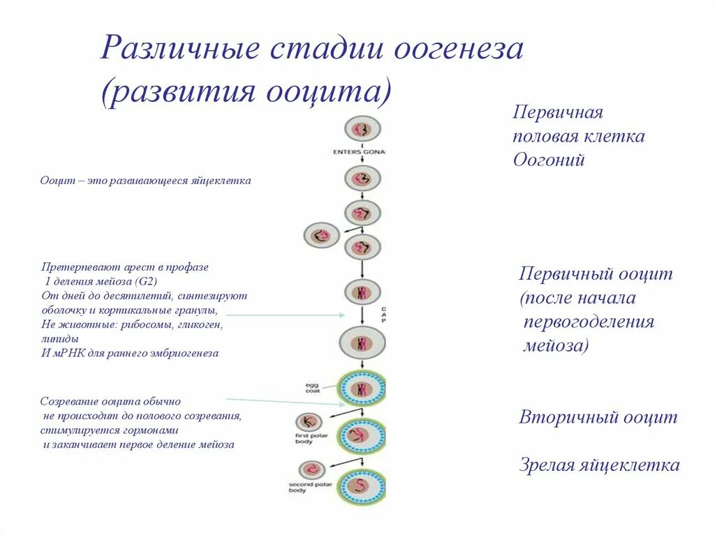 Б образуются направительные клетки. Стадии образования яйцеклетки. Ооцит первого период оогенеза у человека. Стадии развития ооцита. Периоды формирование ооцитов.