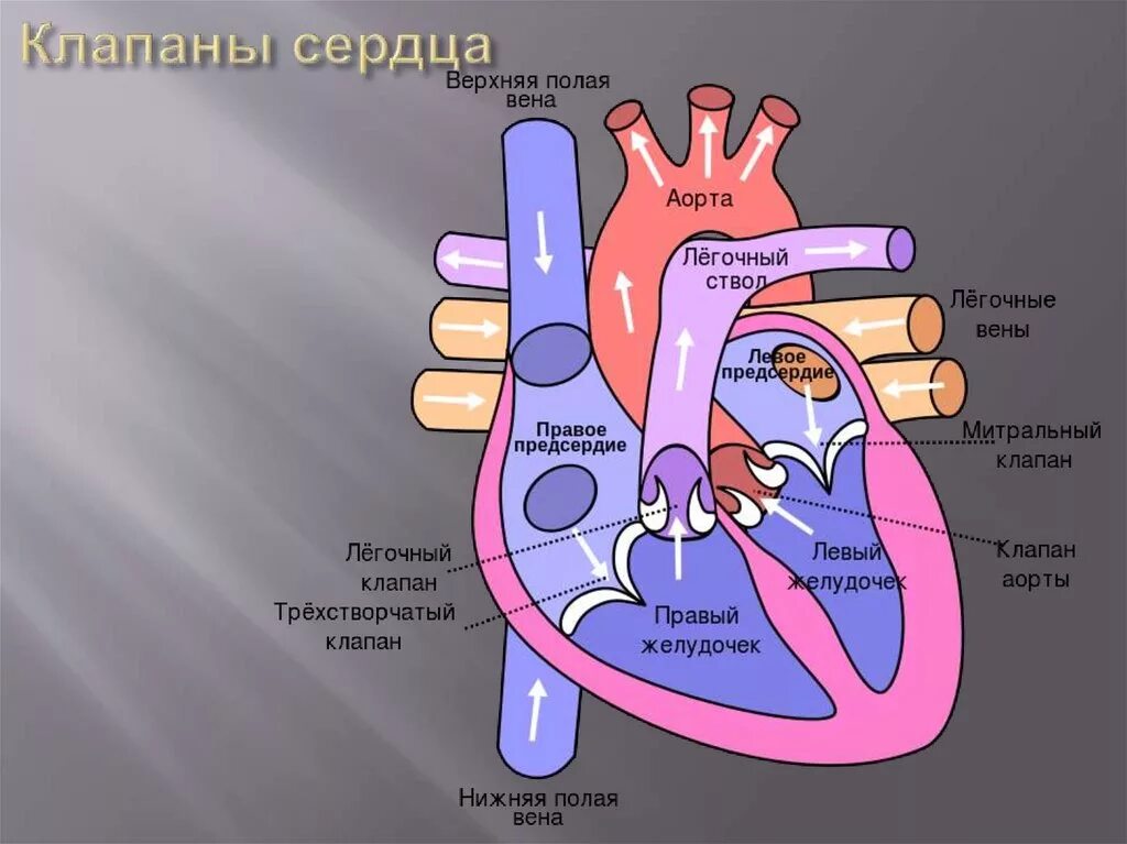 Клапаны сердца анатомия. Строение клапанов сердца. Как называются клапаны сердца. Клапаны сердца анатомия схема. Насколько сердце