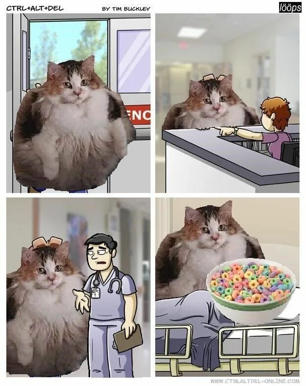 Loops cat. Loops мем. кот и кексы мем. всратыш кот. i have two sides мем.