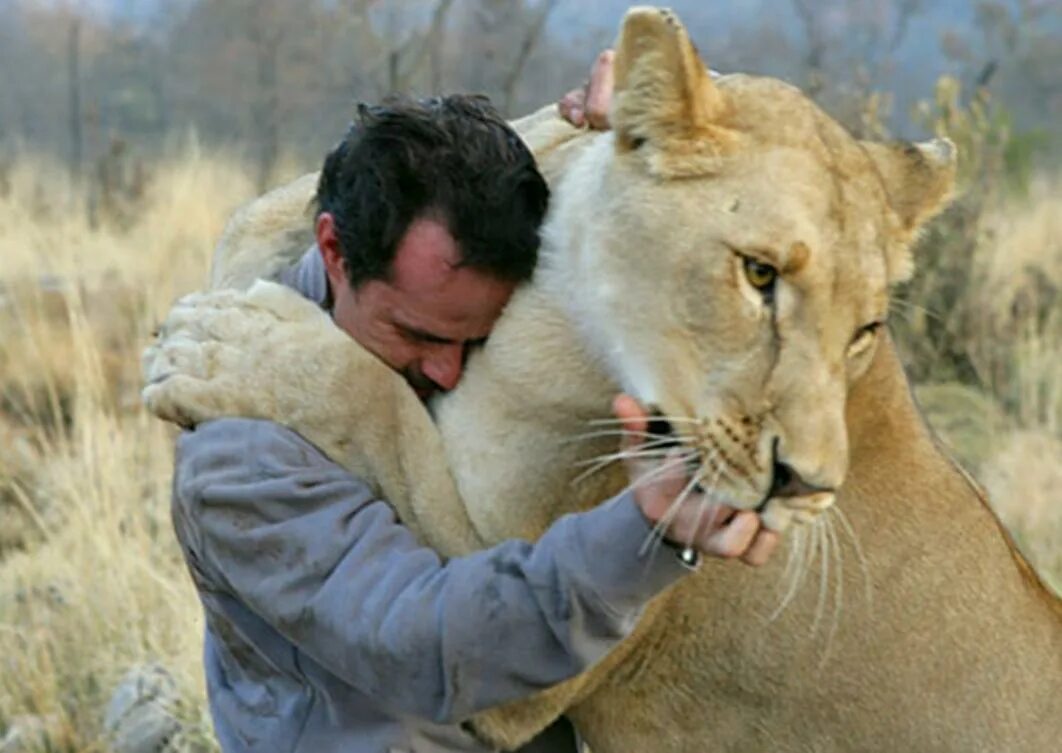 Мужчина лев после 50. Кевин Ричардсон. Кевин Ричардсон и львы. Kevin Richardson Lion Whisperer. Кевин Ричардсон и пантера.