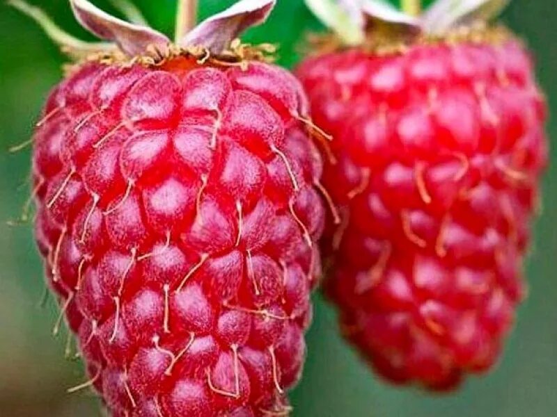 Малина пшехиба. Малина бриллиантовая. Сорт малины бриллиантовая. Малина красная ремонтантная бриллиантовая. Малина ремонтантная геракл.