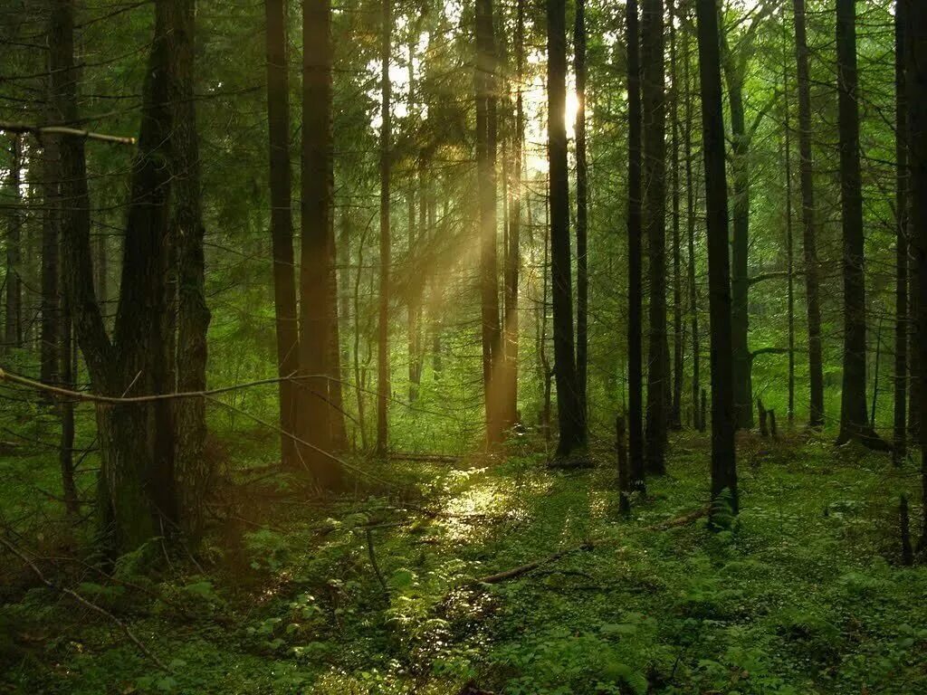 Тропинка в лесу. Лиственный хвойный смешанный лес. Маленький лес. Небольшой лес это. Лесные тропы шварцвальд.