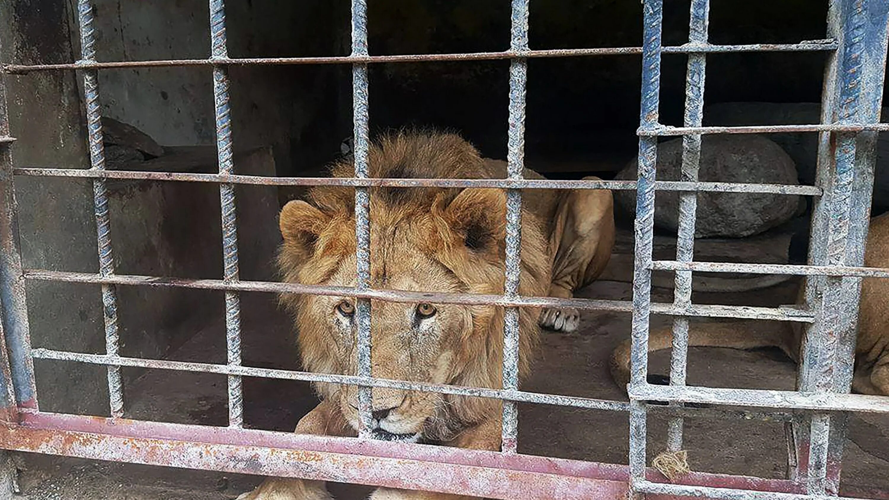 Зоопарк больших животных. Зоопарк больших животных. Зоопарк тайган в крыму. Тигр в зоопарке. Жирафы в зоопарке.