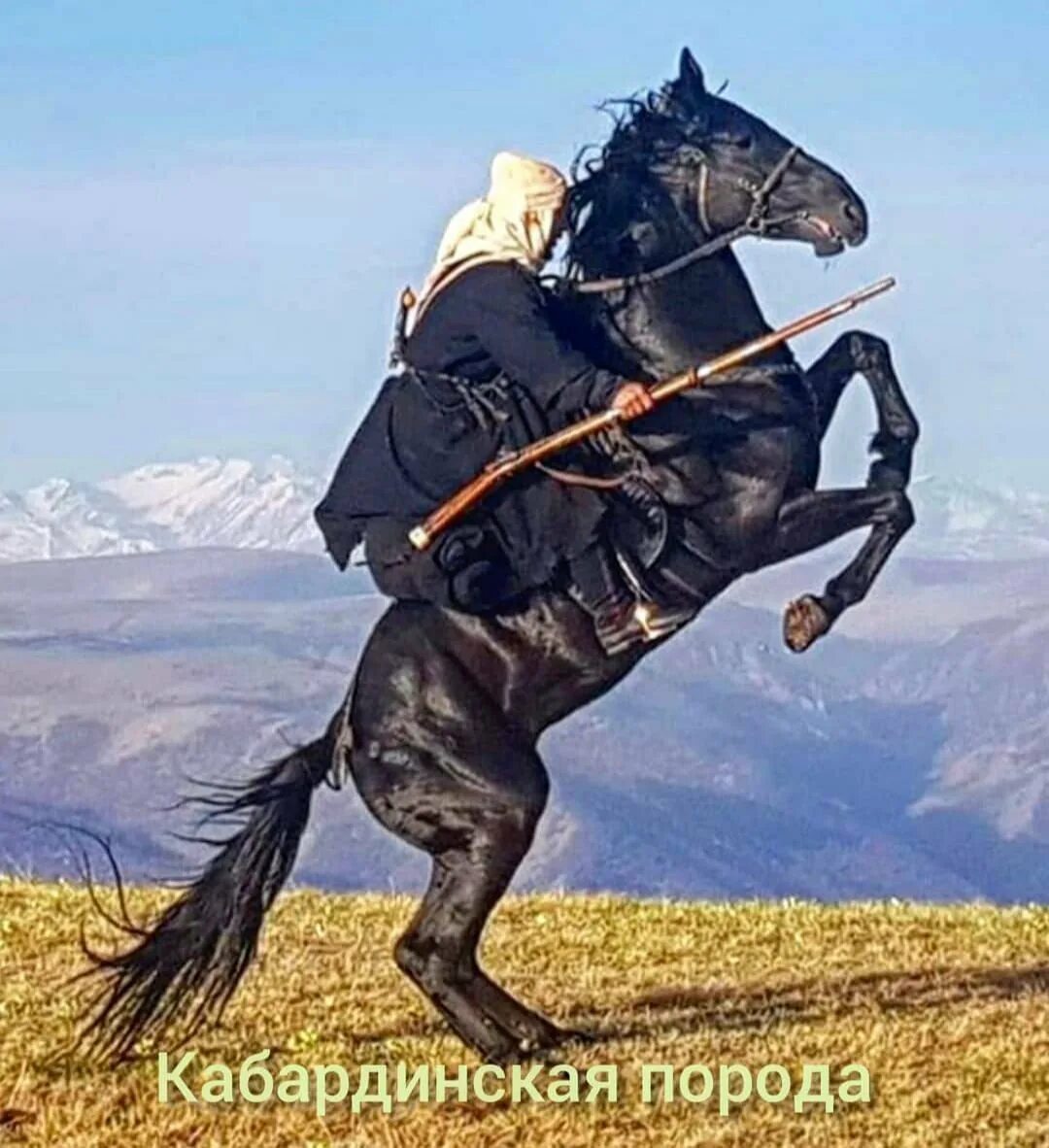 Постановка головы кабардинской лошади. Кабардинская порода лошадей. Кабардинцы лошади. Джигит. Черкесская порода лошадей.