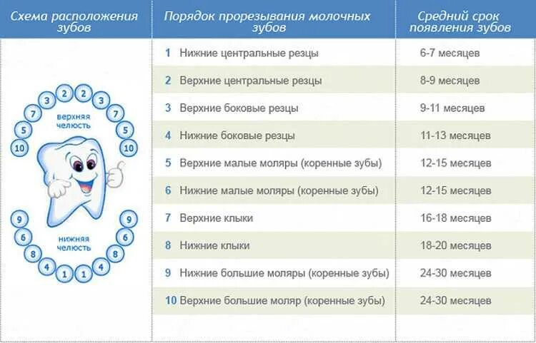 Зубы после года симптомы. Зубы у детей порядок прорезывания до года. порядок прорезывания зубов у детей схема до года. схема прорезывания молочных зубов у детей до 2 лет. прорезывание молочных зубов схема у детей последовательность.