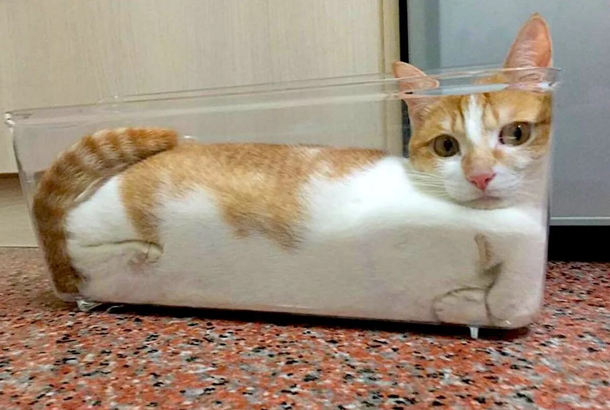 Кот совсем не ест. Марк антуан фардин. коты это жидкость. жидкие коты. коты в сосудах.