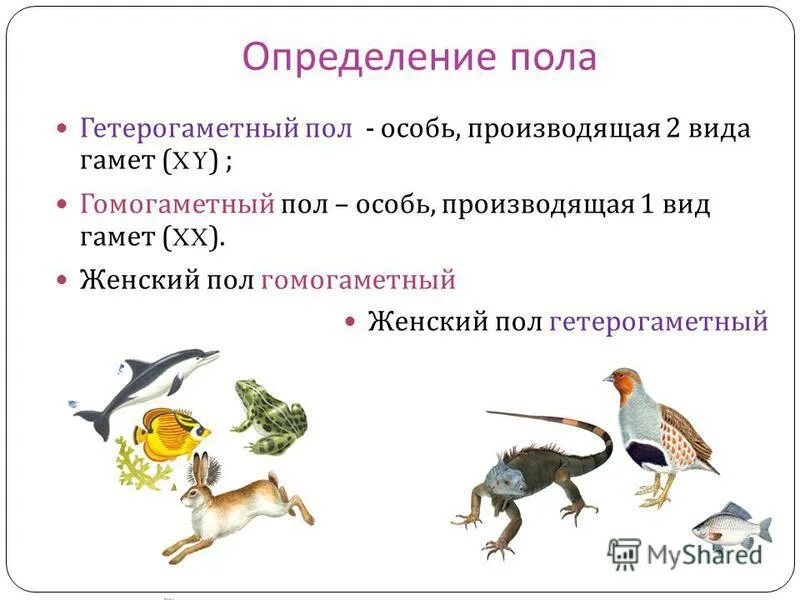 Какой пол называют гомогаметным гетерогаметным приведите примеры Наследственные заболевания, сцепленные с полом. Презентация "Наследственные боле