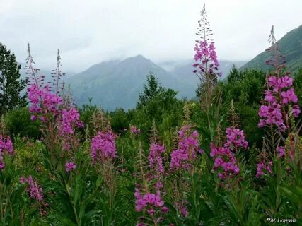 Растением растет в северной