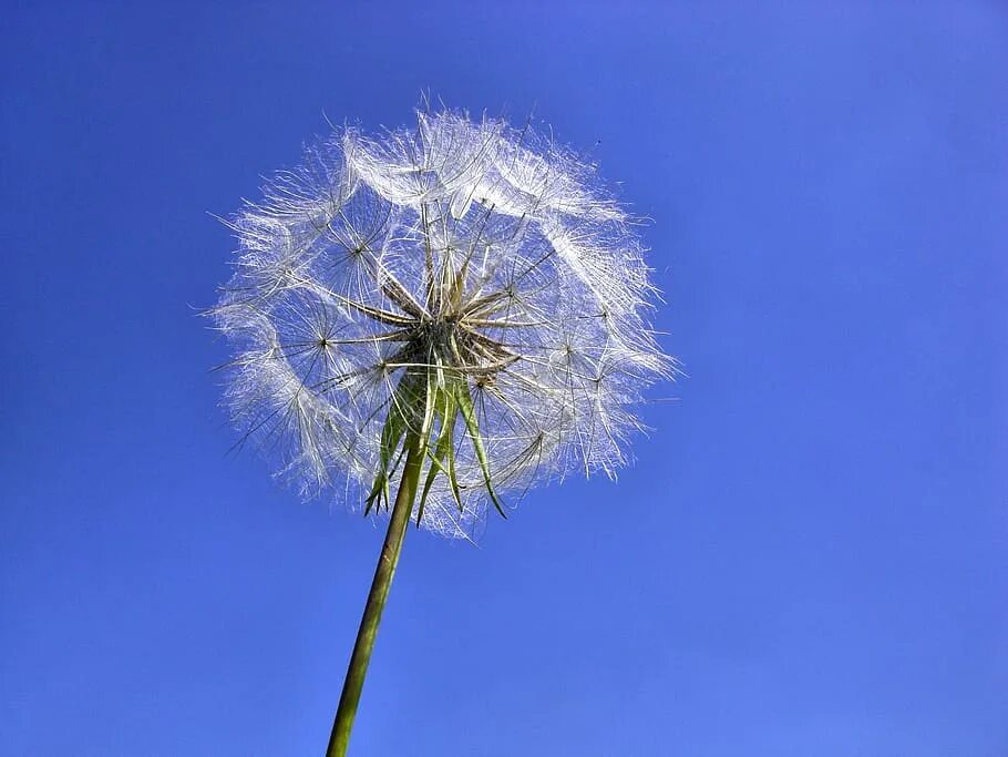 Одуванчик на синем фоне. Синий одуванчик. Голубые одуванчики. Синий одуванчик. Полевые цветы одуванчик.