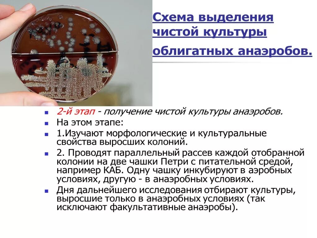 Получение чистота. Выделение чистой культуры анаэробов микробиология. Выделение чистой культуры анаэробов (i, II, III, IV, V этапы).. Выделение чистой культуры (1 день микробиологического анализа).. Схема выделения чистой культуры анаэробов.