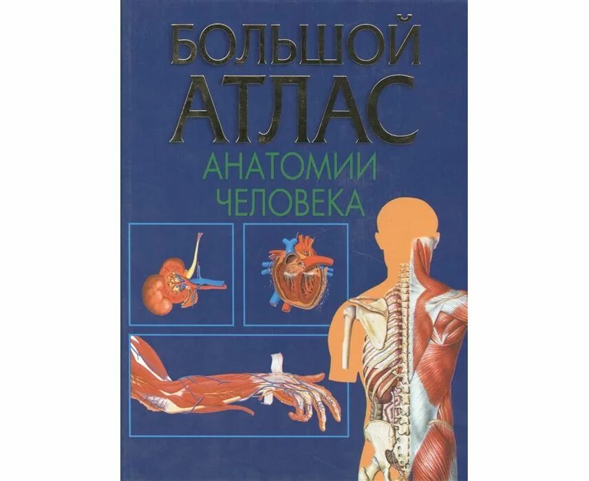 Большой атлас анатомии человека Воробьев в.п. Атлас анатомии человека Воробьев в п. Атлас анатомия и физиология человека Билич. Анатомия человека книга.