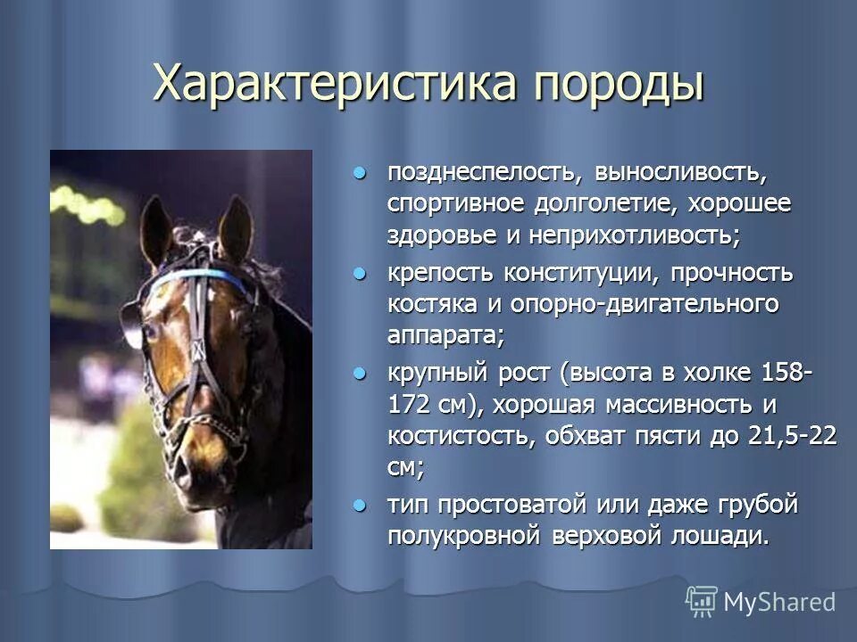 особенности лошадей. коневодство характеристика. русский рысак порода лошадей характеристика. масти и отметины лошадей. вытянутое лошадиное лицо.